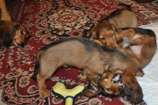 Jamnik d�ugow�osy